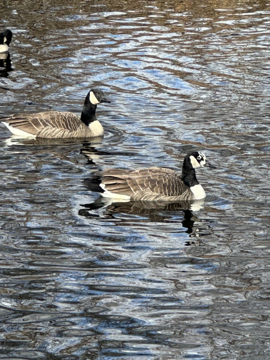 Bernache du Canada - ML646123771