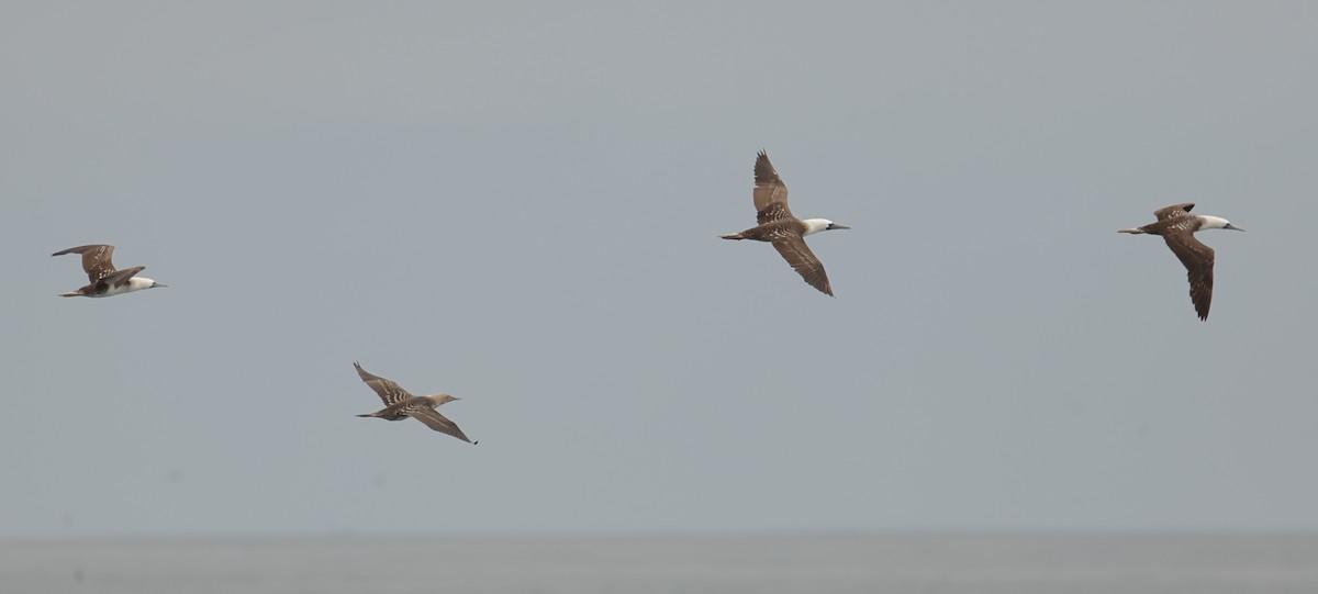 Fou varié - ML646123772