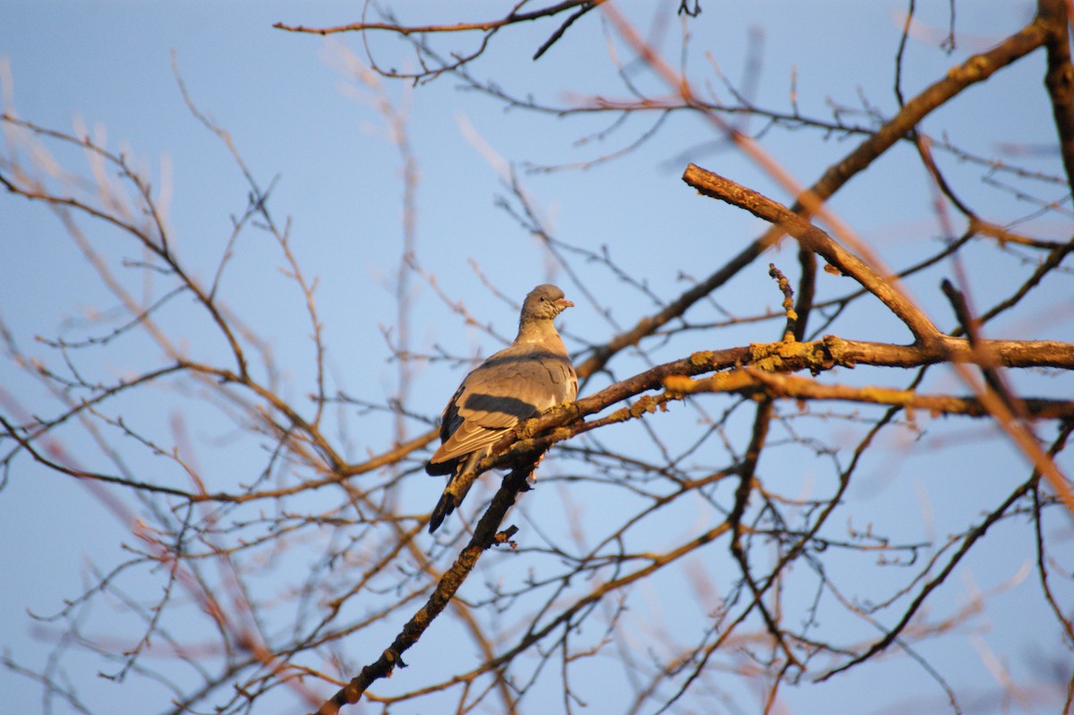 Pigeon ramier - ML646123776
