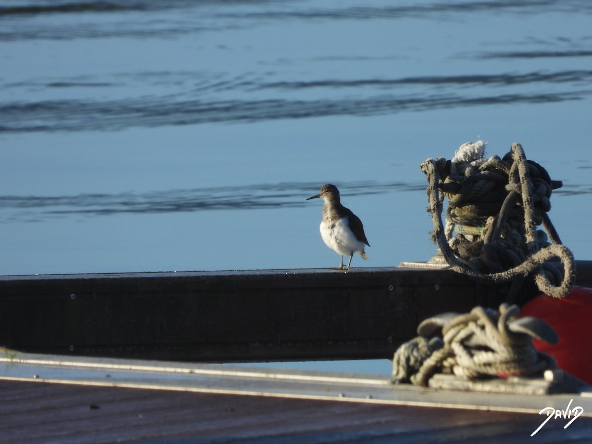 Chevalier guignette - ML646123777