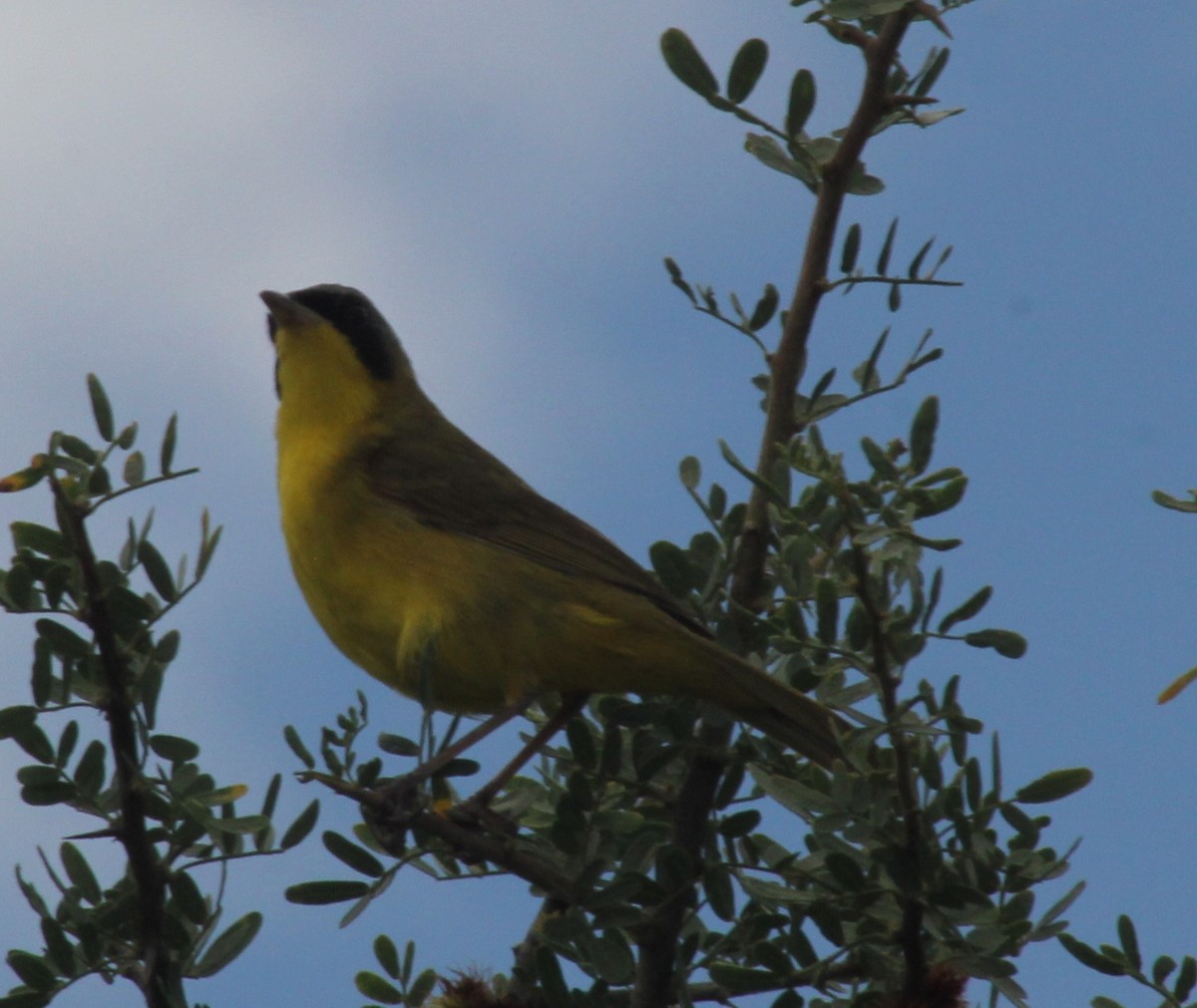 Paruline voilée - ML646123784