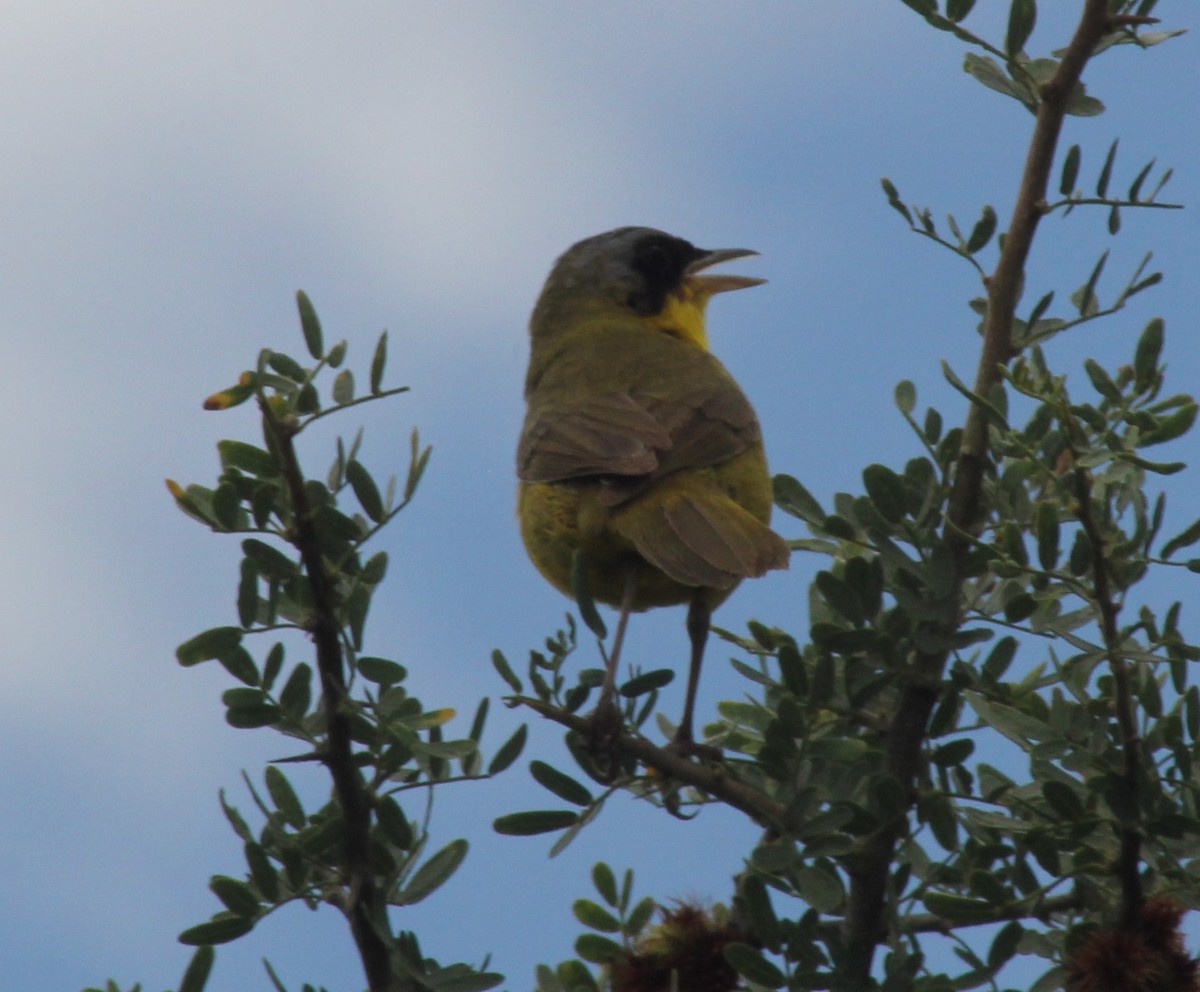 Paruline voilée - ML646123785