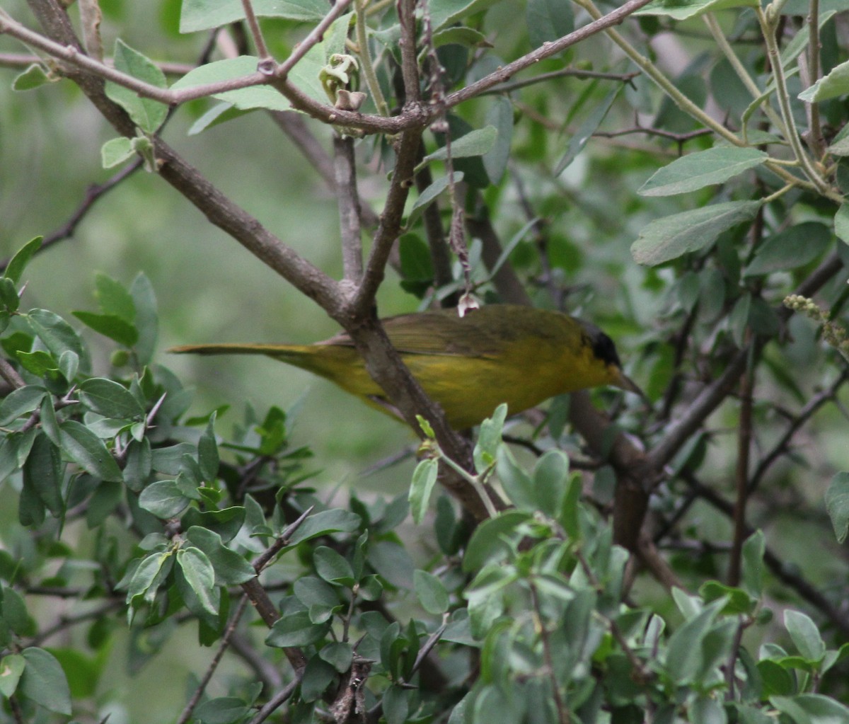 Paruline voilée - ML646123786