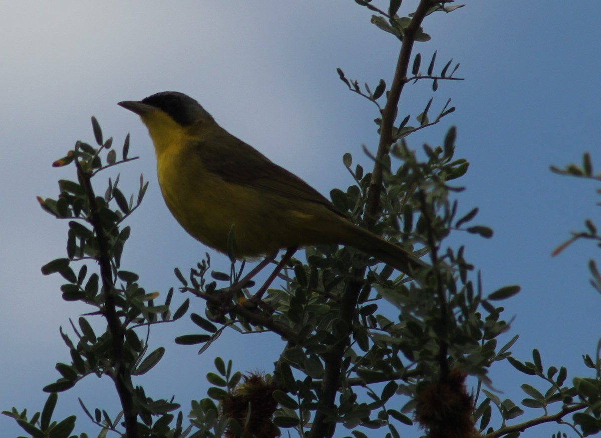 Paruline voilée - ML646123787