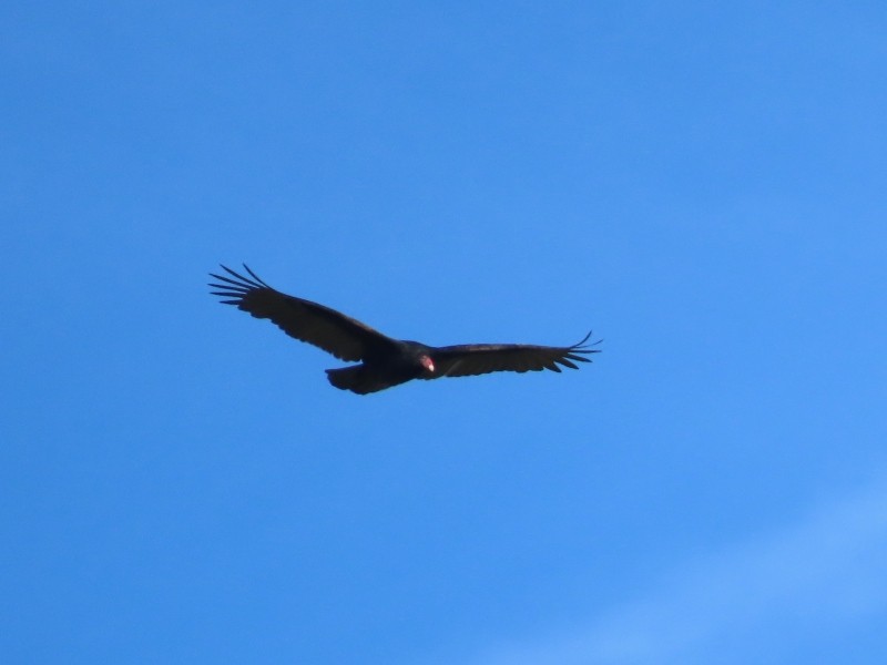 Urubu à tête rouge - ML646123788