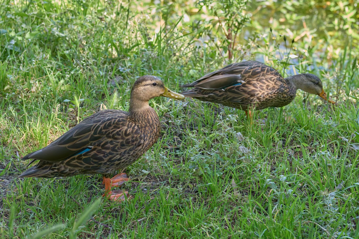 Mexican Duck - ML646123789