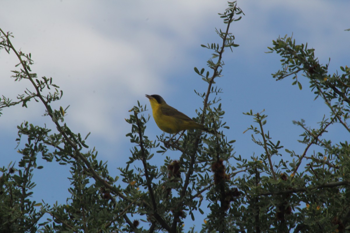 Southern Yellowthroat - ML646123790