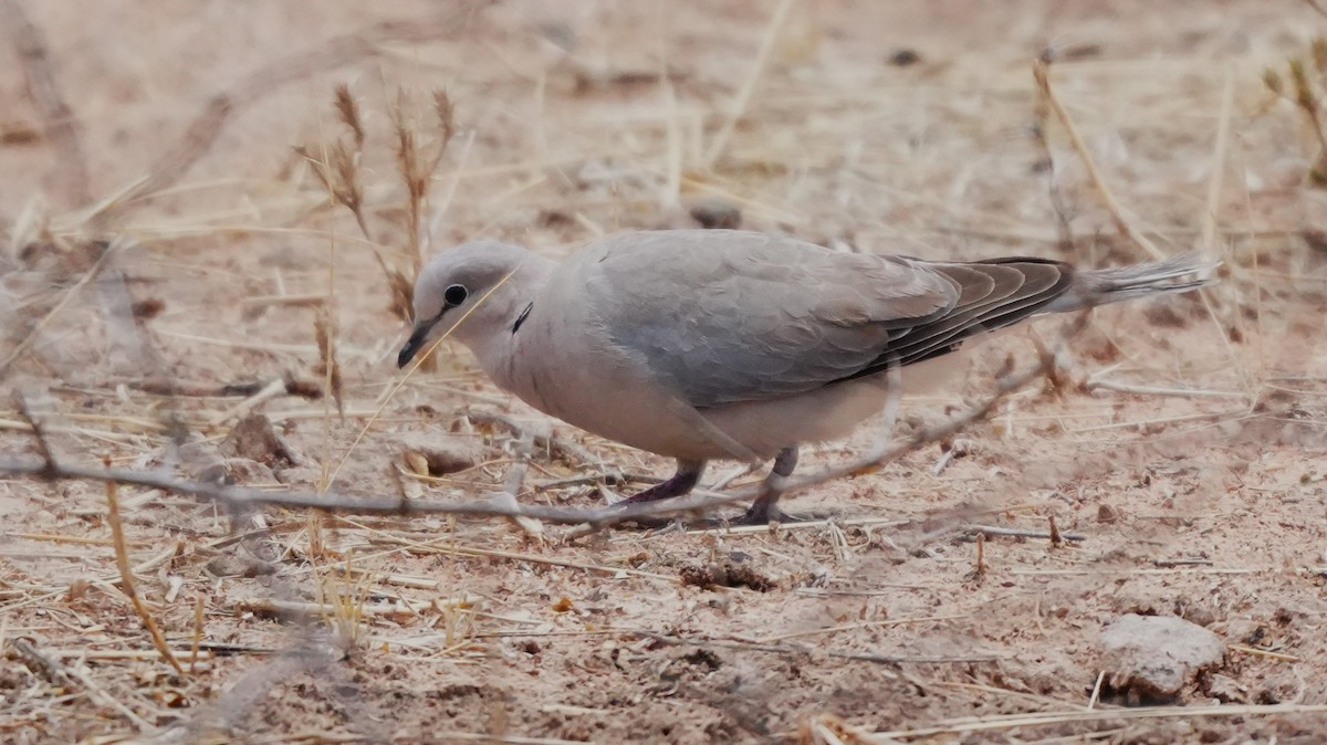 Tourterelle du Cap - ML646123791