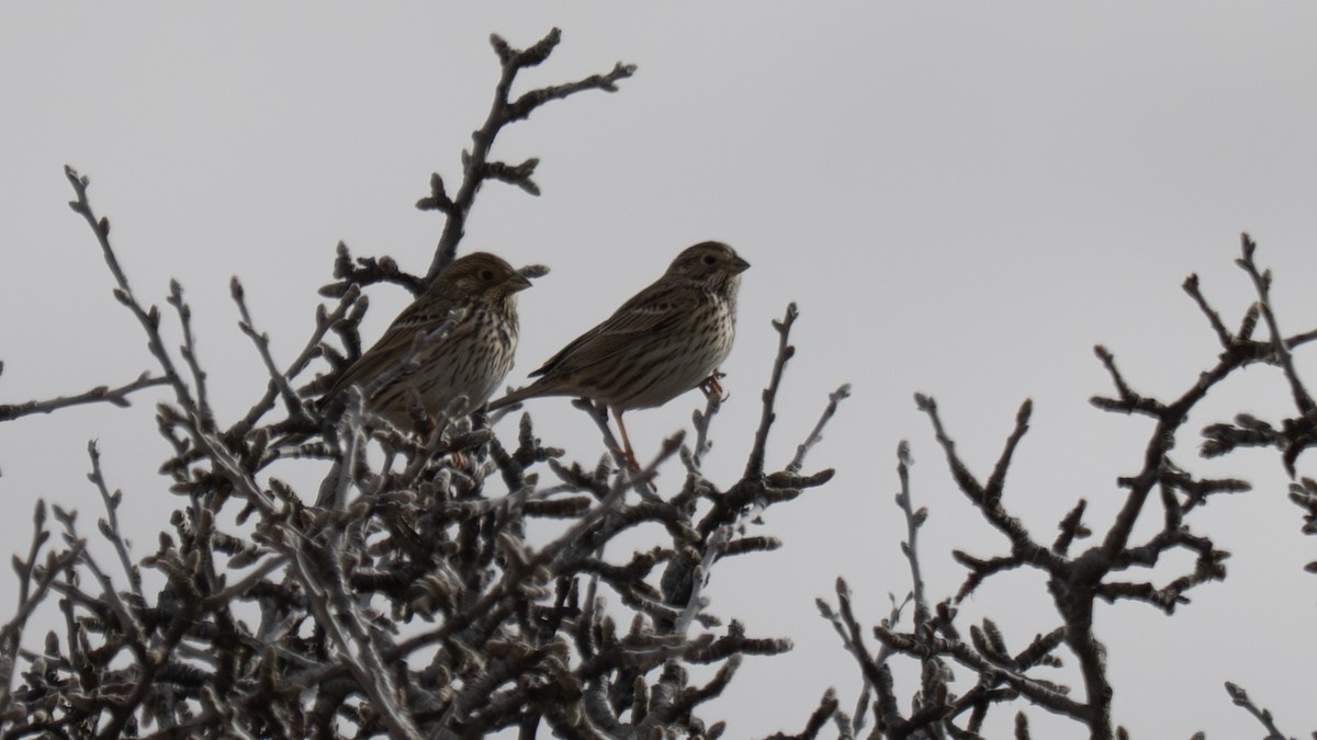 Corn Bunting - ML646123792