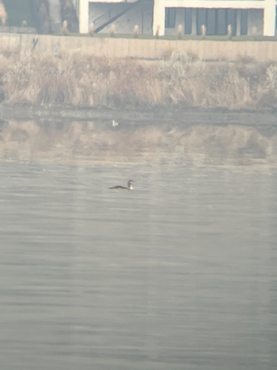 Sterntaucher - ML646123796