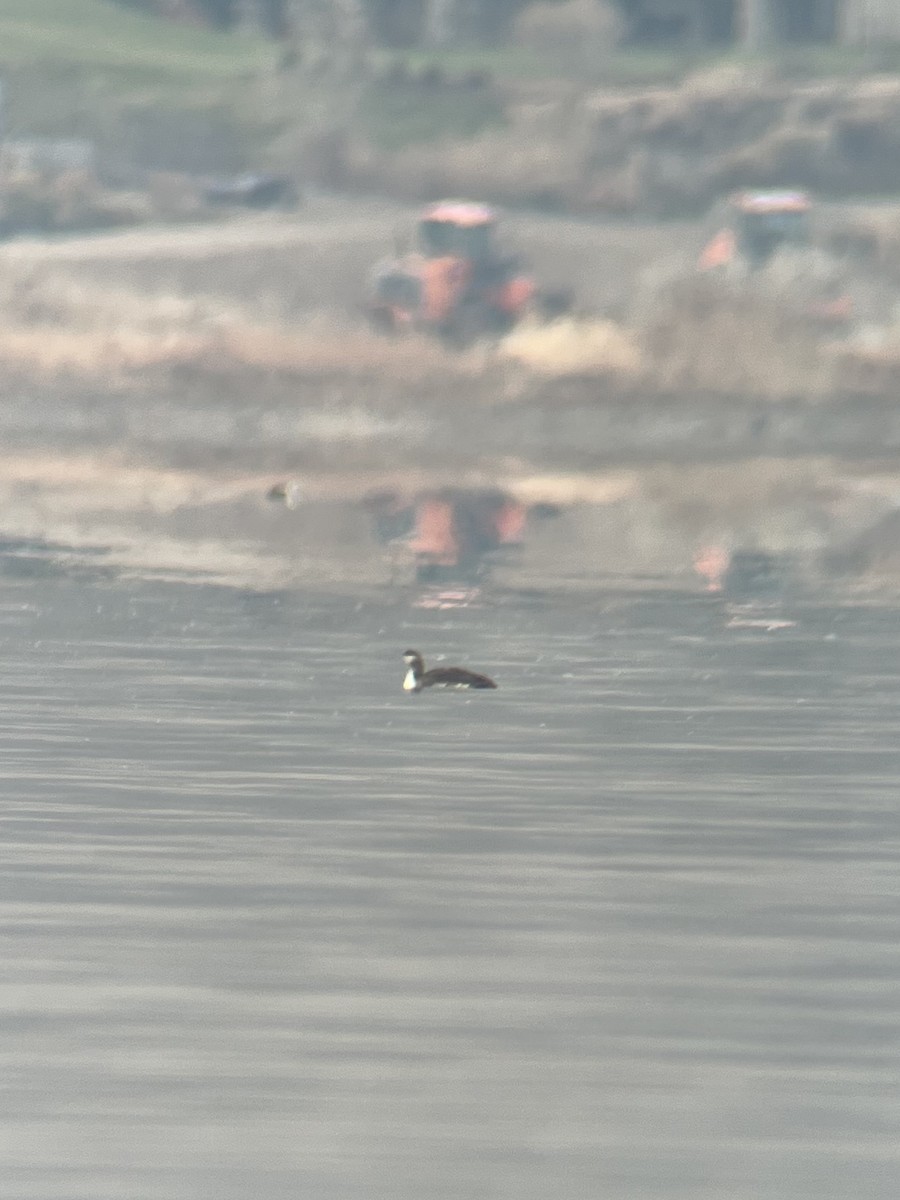 Sterntaucher - ML646123797