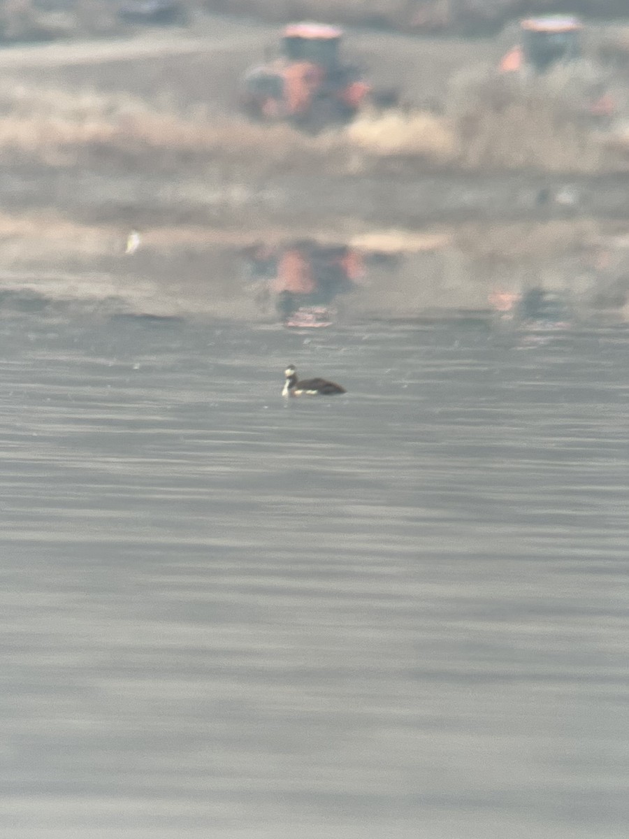 Sterntaucher - ML646123798