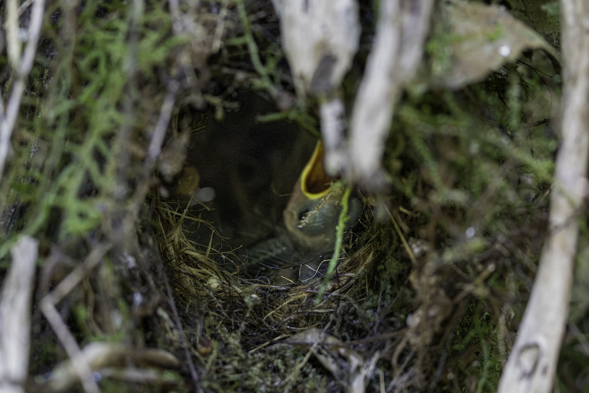 Gray-hooded Flycatcher - ML646123802