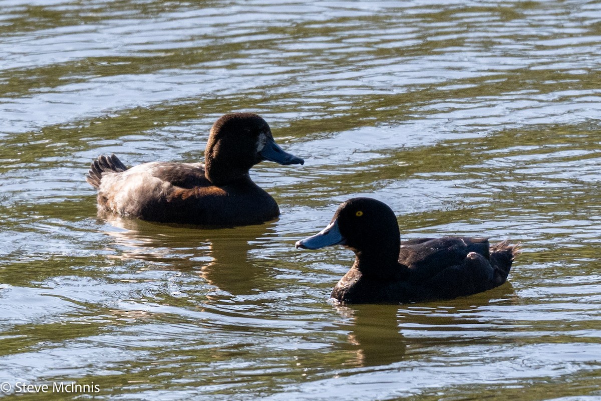 ニュージーランドスズガモ - ML646123808