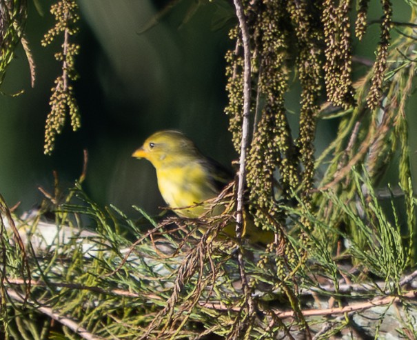 Western Tanager - ML646123810