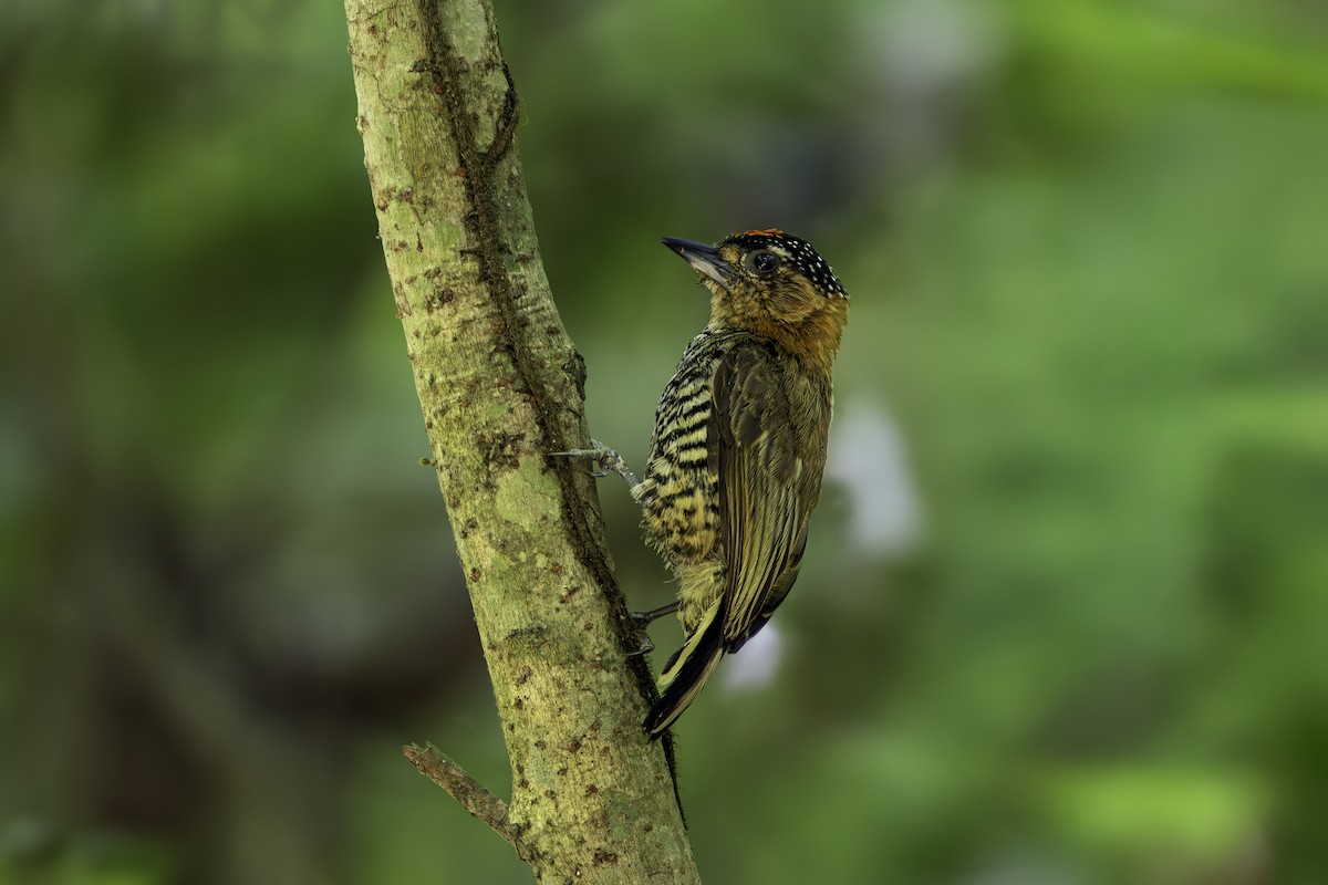 Ochre-collared Piculet - ML646123816