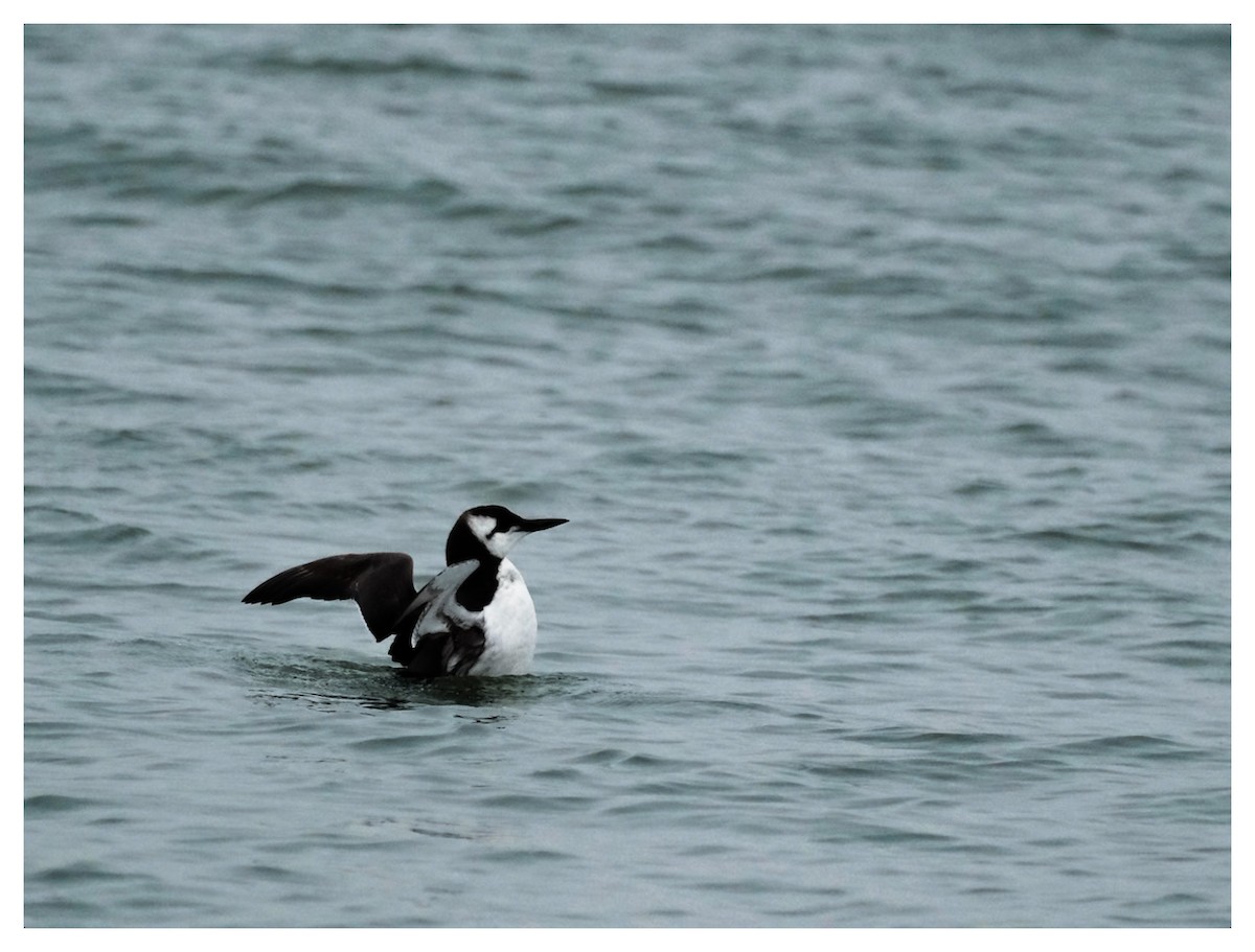 Common Murre - ML646123820