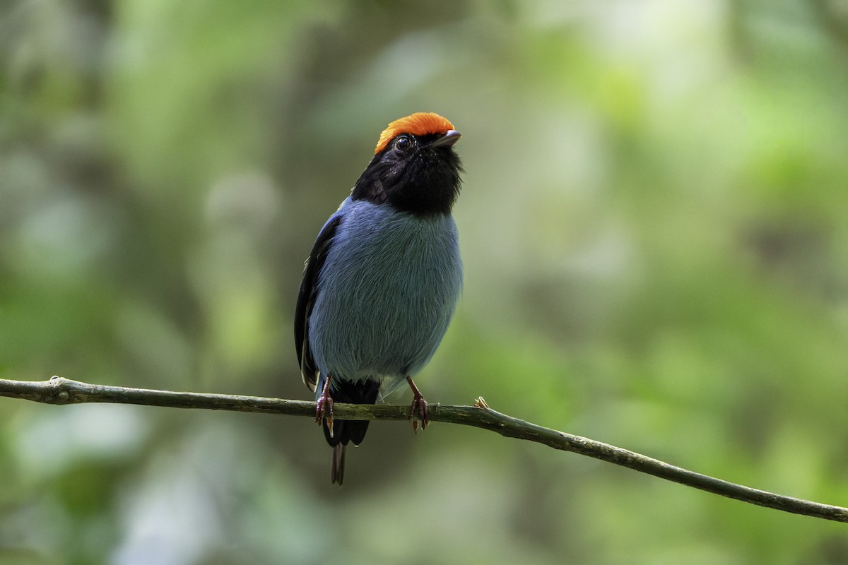 Swallow-tailed Manakin - ML646123821