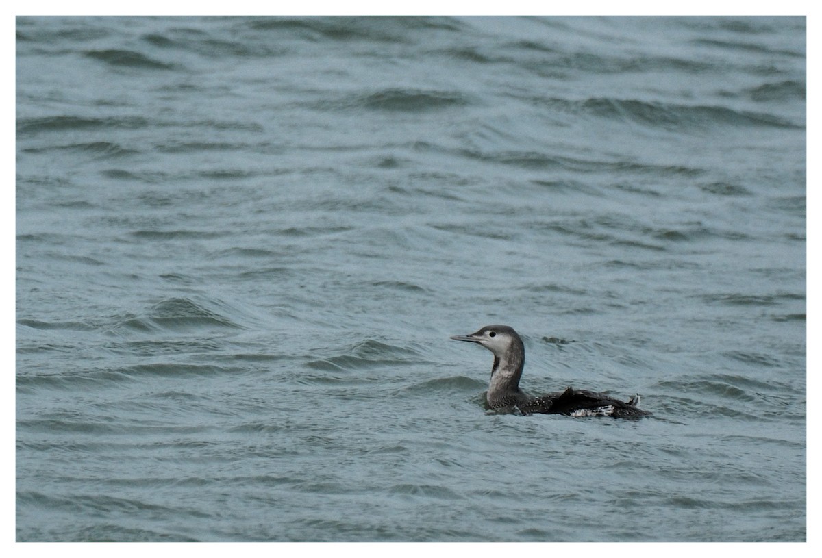 Red-throated Loon - ML646123829