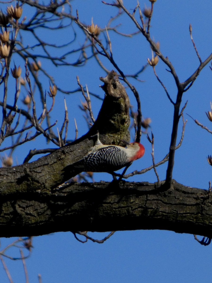 Red-bellied Woodpecker - ML646123831