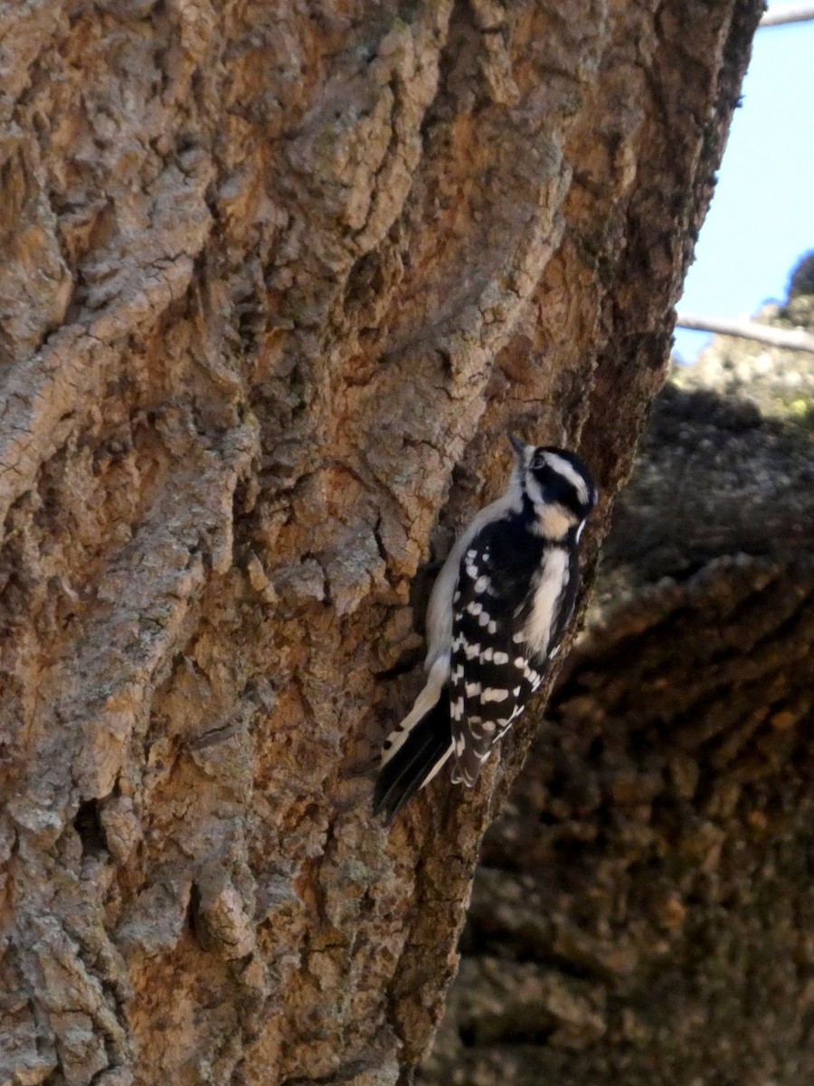 Downy Woodpecker - ML646123835