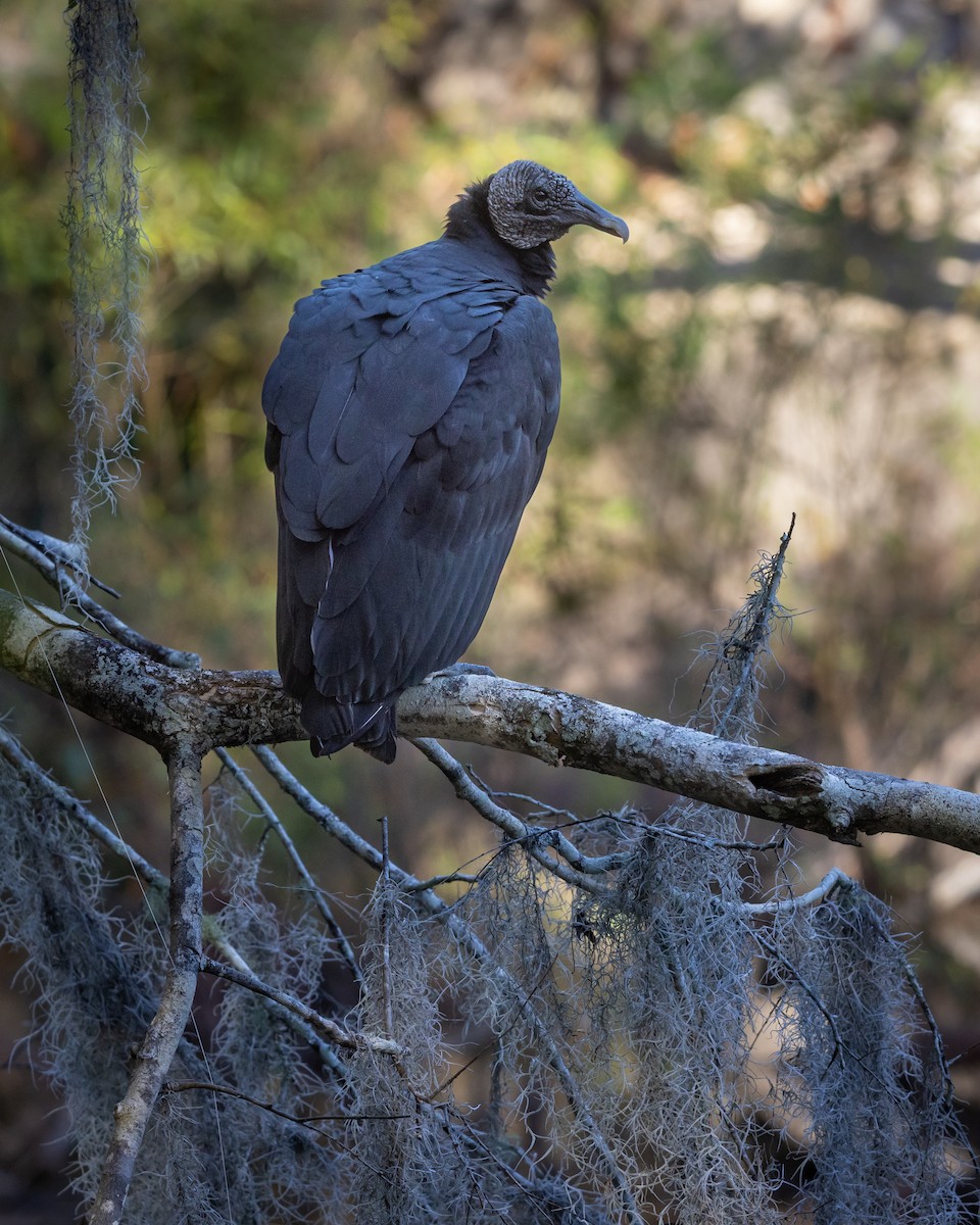 Zopilote beltza - ML646123842