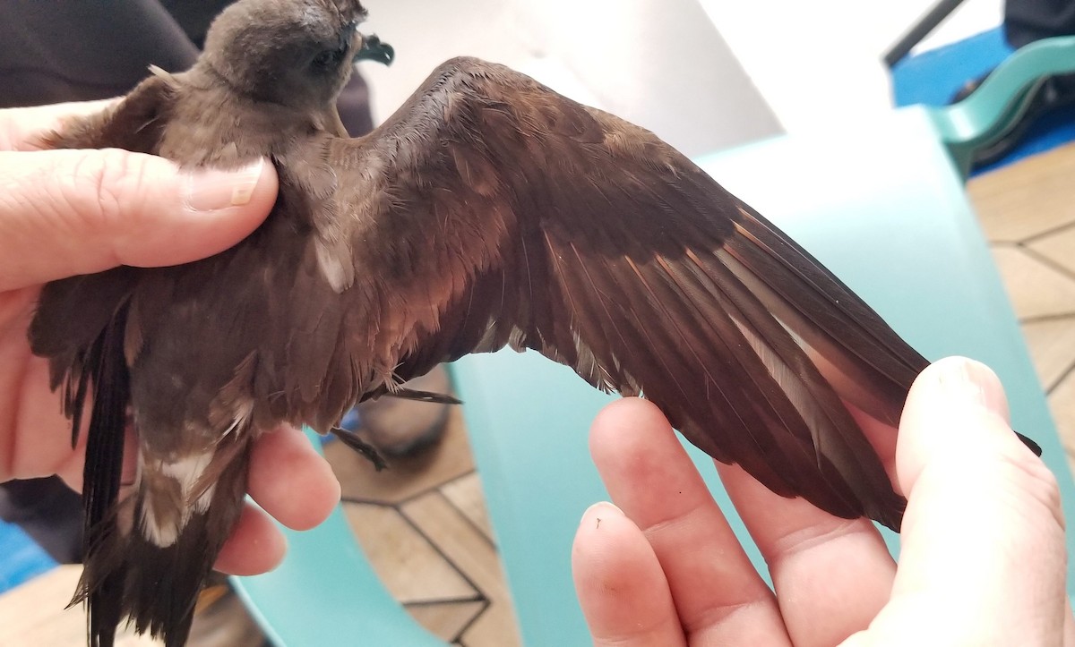 コシジロウミツバメ - ML646123843