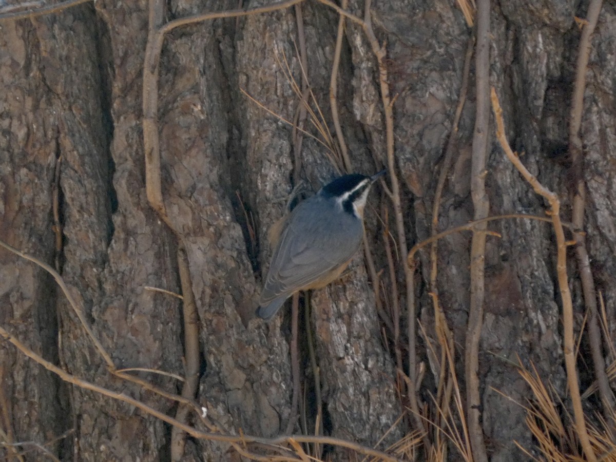 Red-breasted Nuthatch - ML646123844