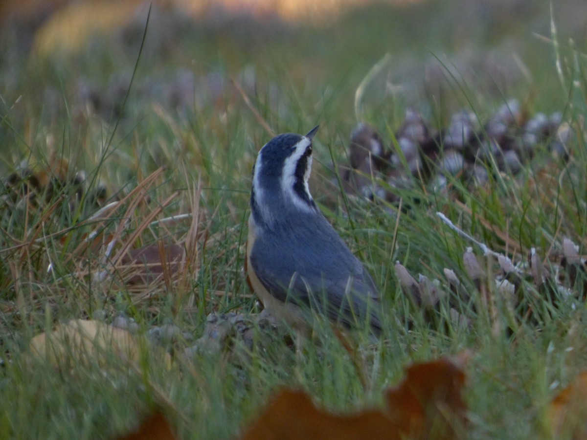 Red-breasted Nuthatch - ML646123845