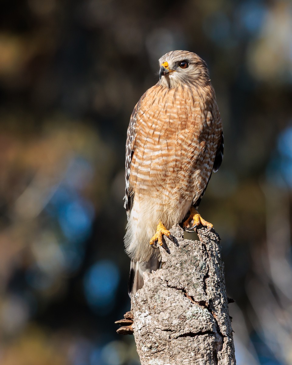 Red-shouldered Hawk - ML646123846