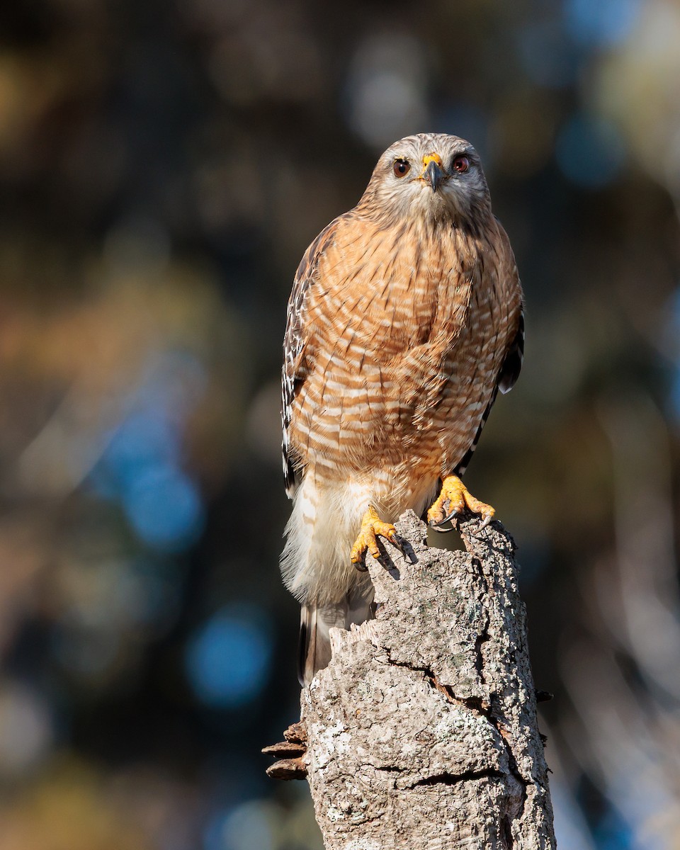 Red-shouldered Hawk - ML646123847