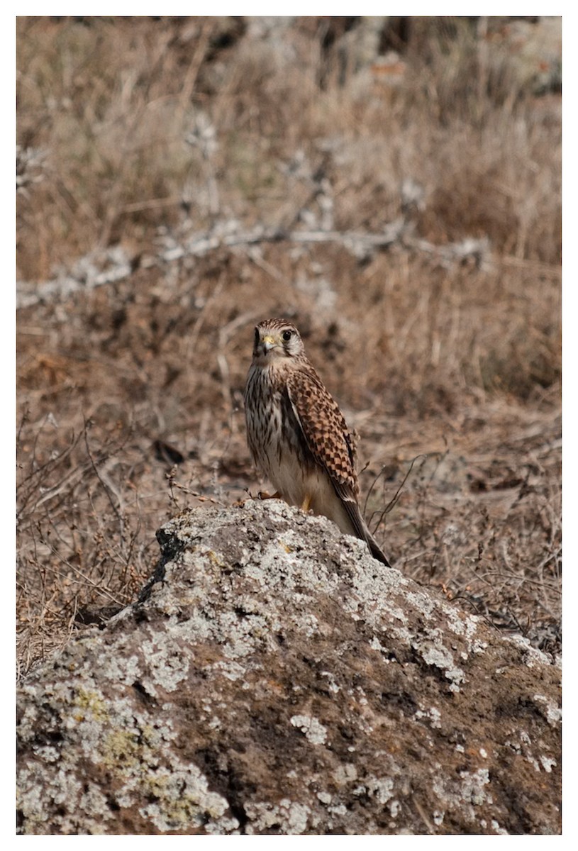 Eurasian Kestrel - ML646123850