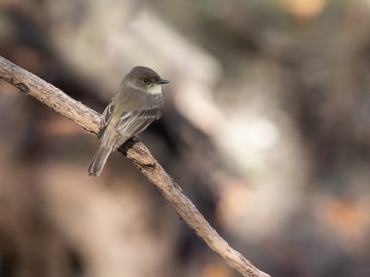 Eastern Phoebe - ML646123851