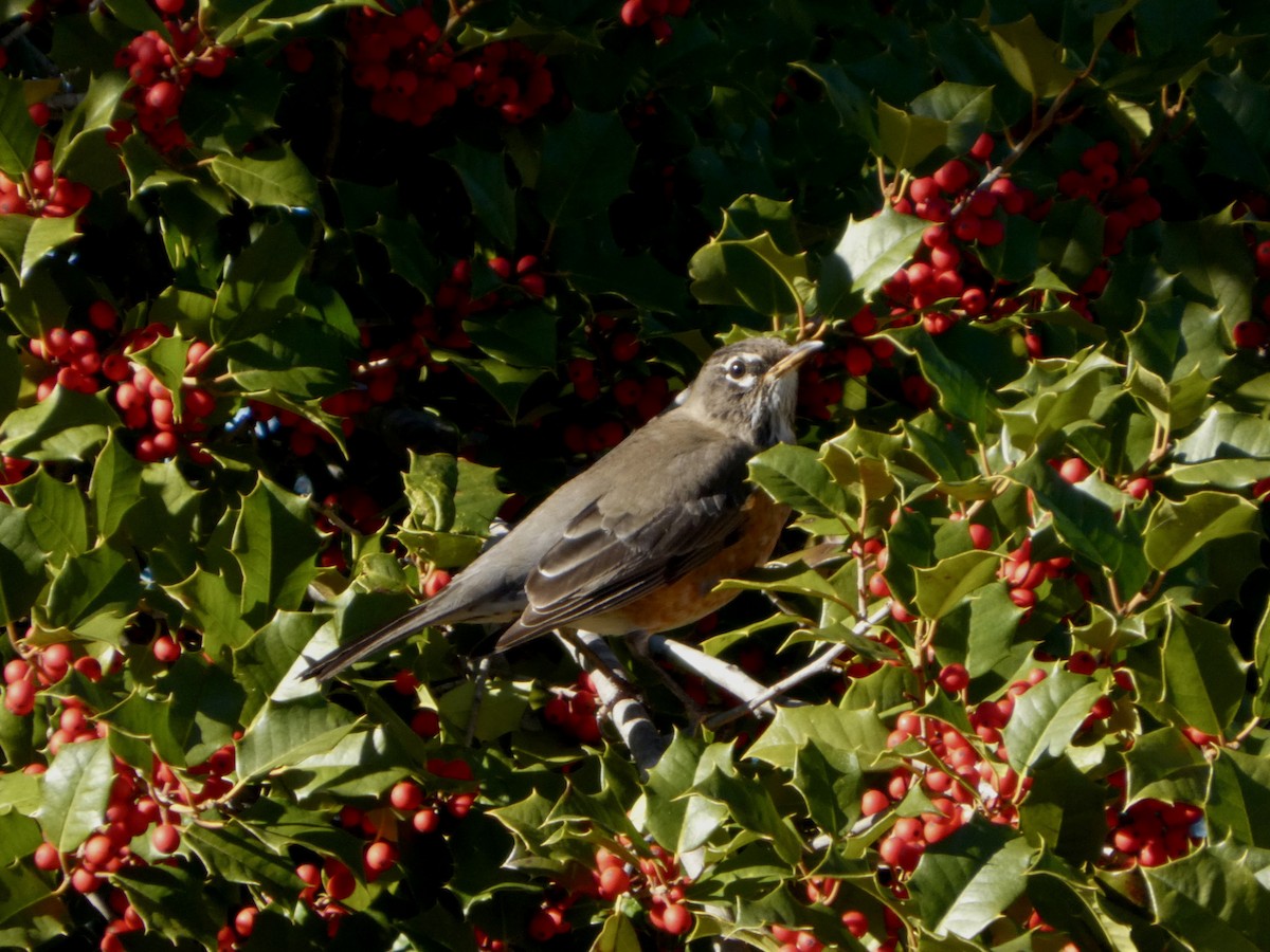 American Robin - ML646123852