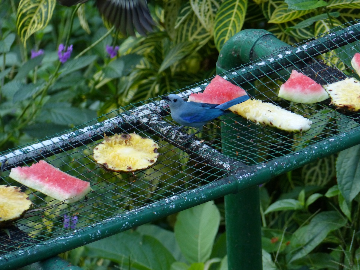 Blue-gray Tanager - ML646123855