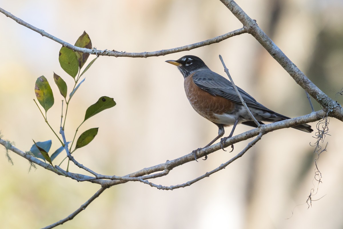 Zozo papargorria - ML646123858