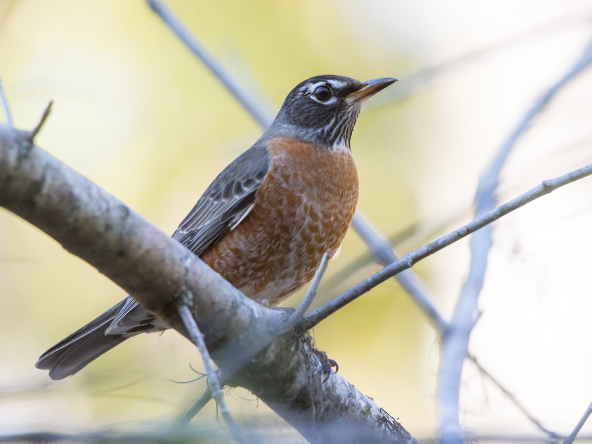 Zozo papargorria - ML646123859