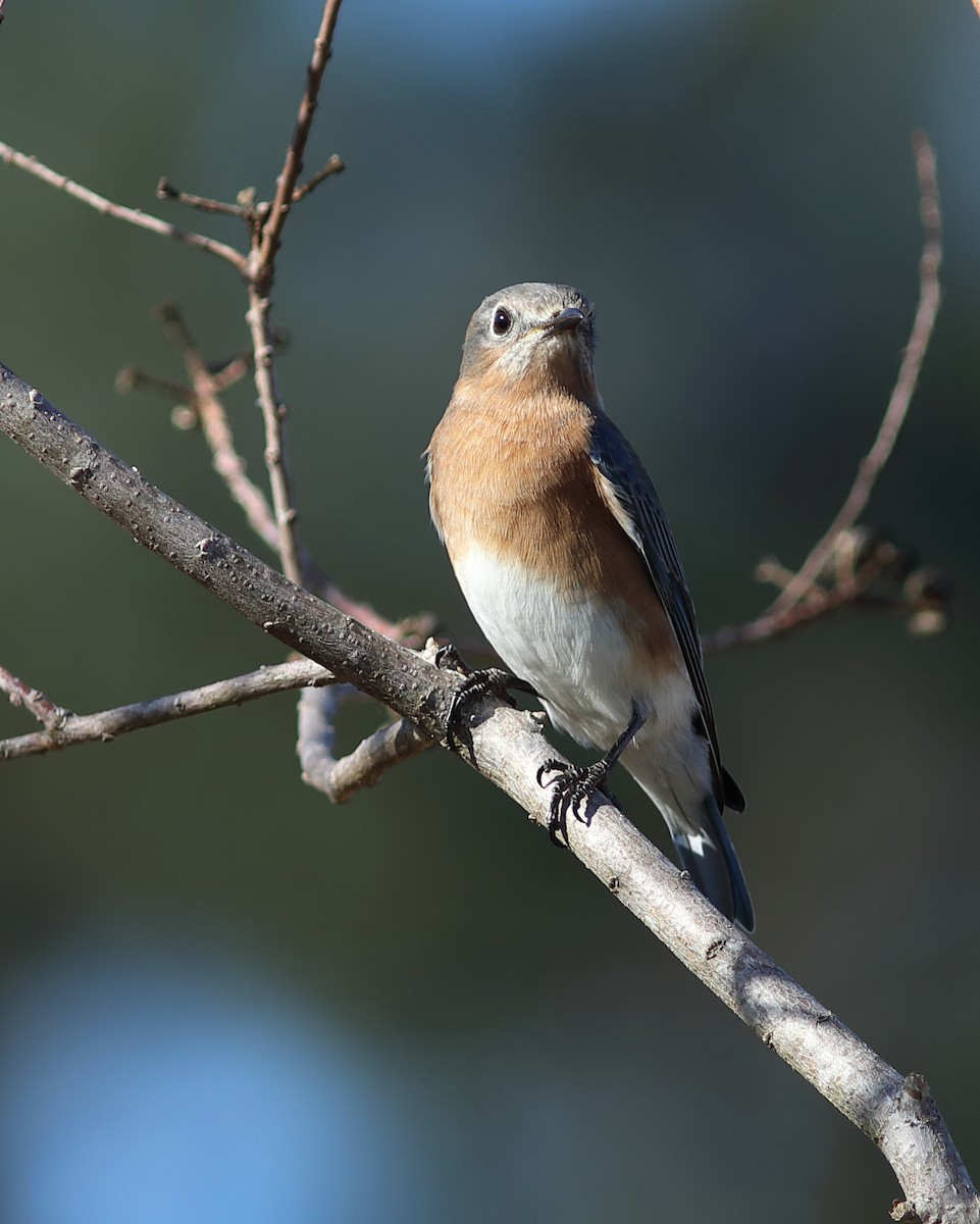 Eastern Bluebird - ML646123873