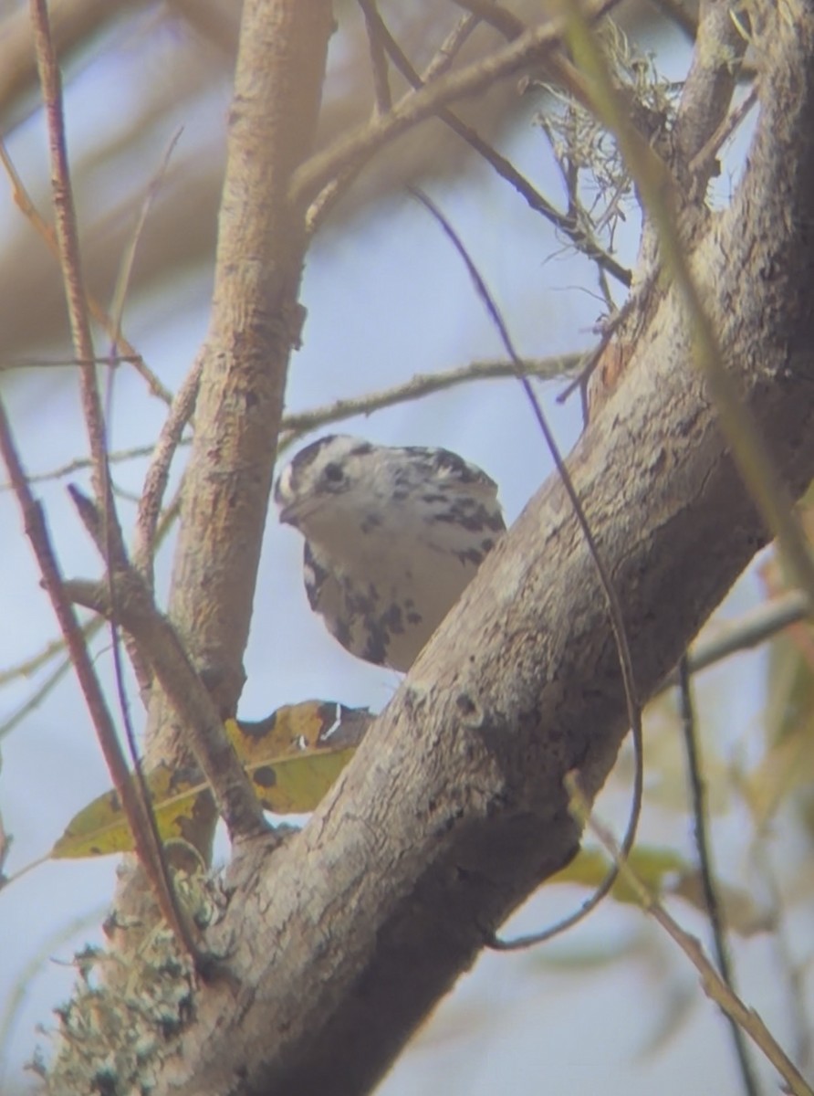 Tırmaşık Ötleğeni - ML646123894