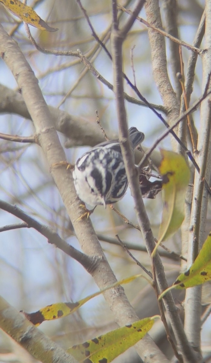 Tırmaşık Ötleğeni - ML646123895