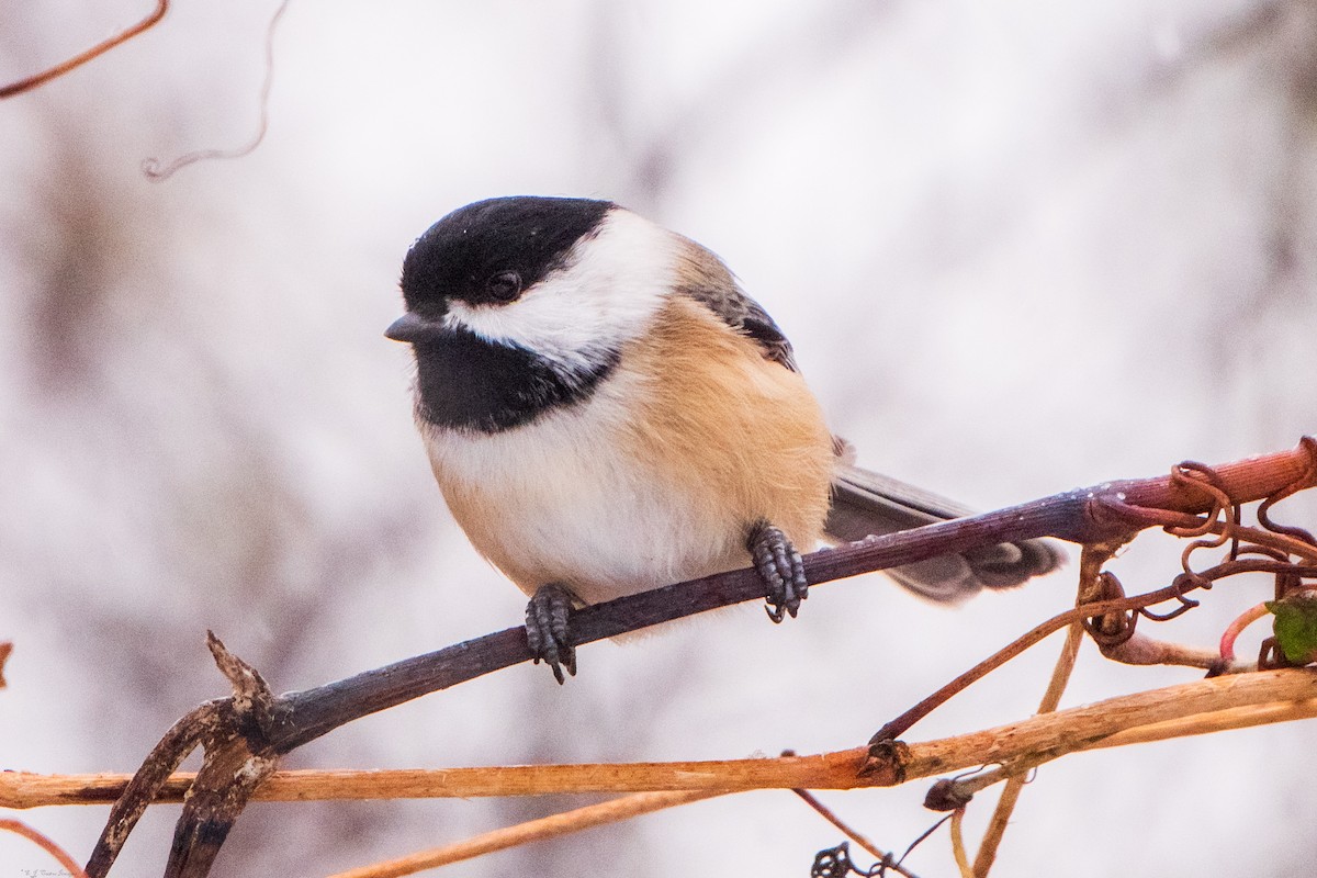 Carbonero Cabecinegro - ML646123898