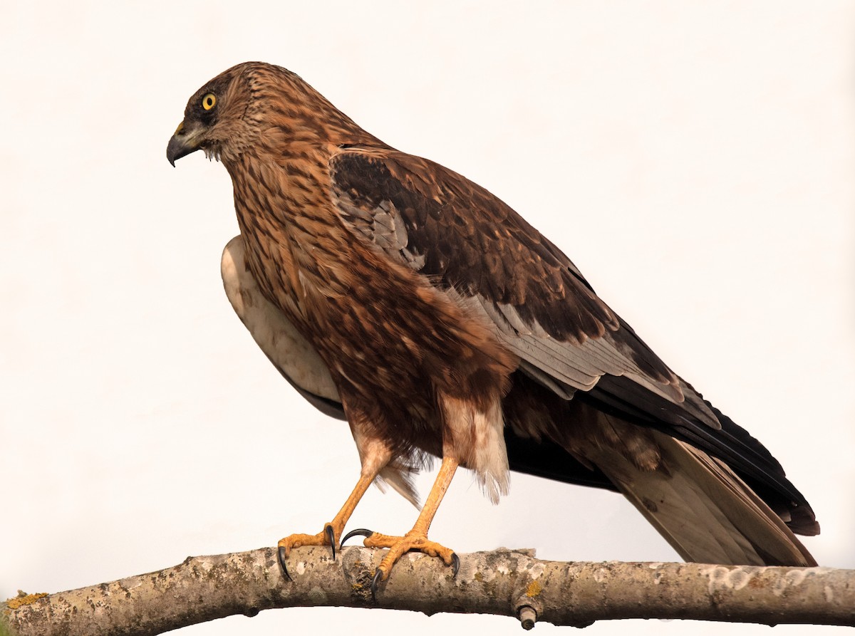 Aguilucho Lagunero Occidental - ML646123899