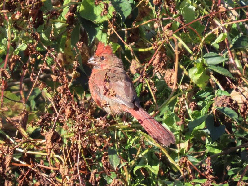 Cardenal Norteño - ML646123900