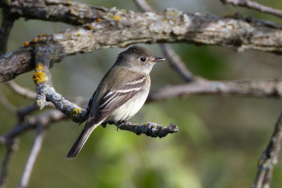 Mosquero Mínimo - ML646123903