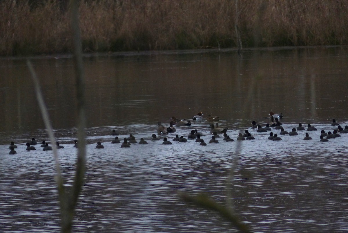 Silbón Europeo - ML646123905