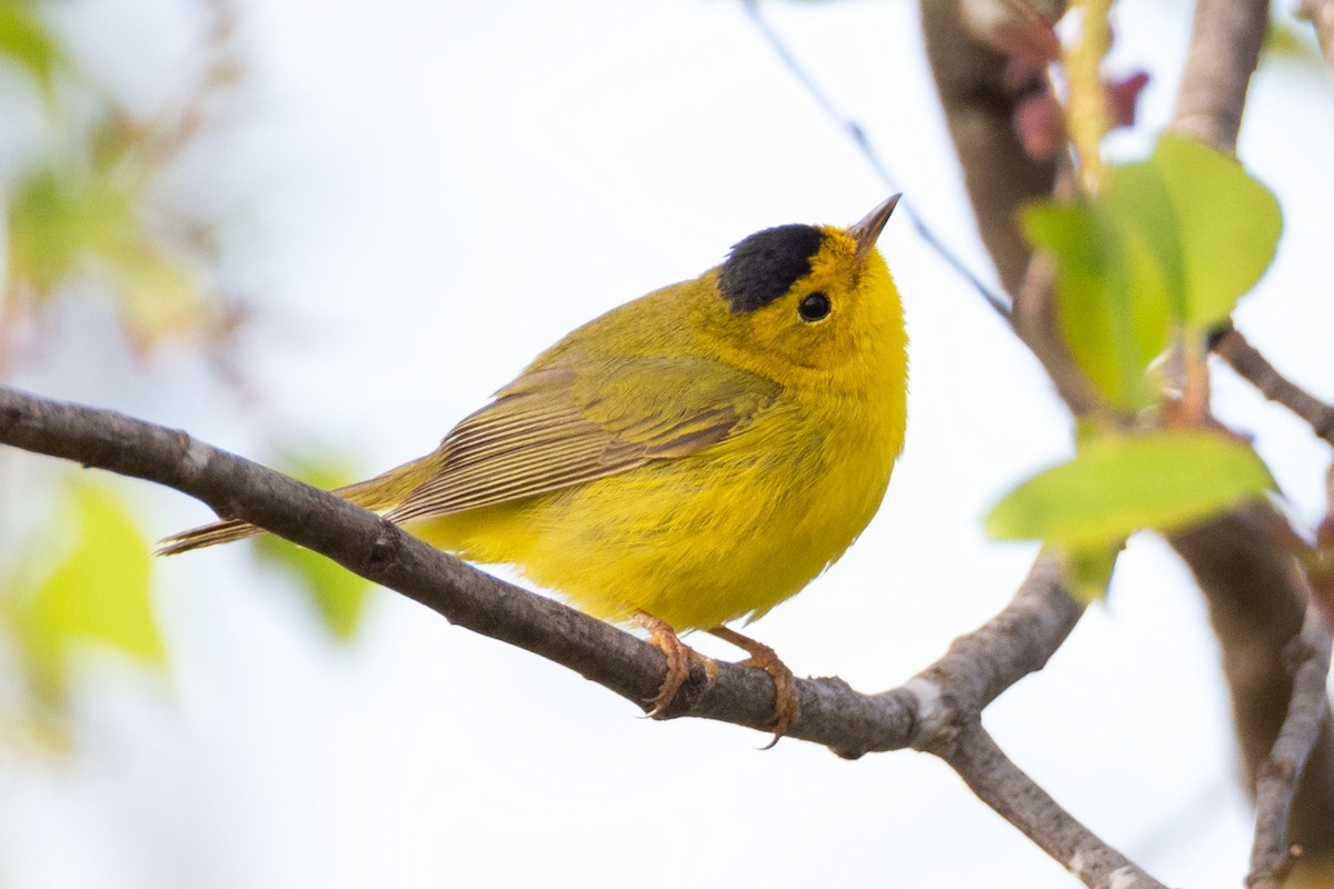 Reinita de Wilson - ML646123906