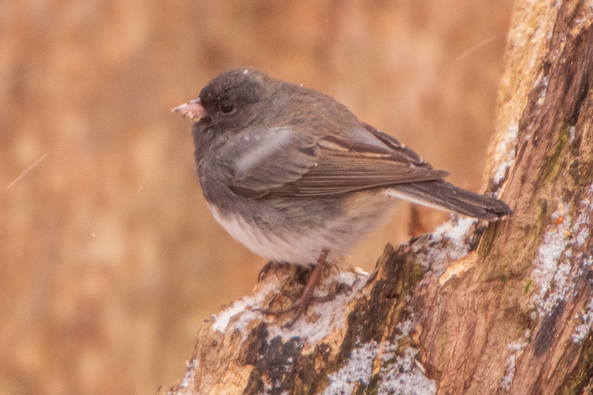 Junco Ojioscuro - ML646123907