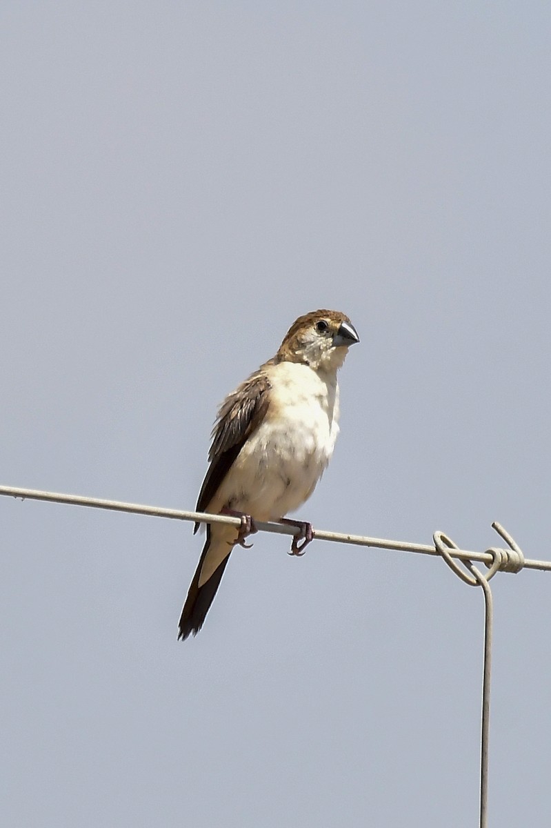 Capuchino Picoplata Indio - ML646123908