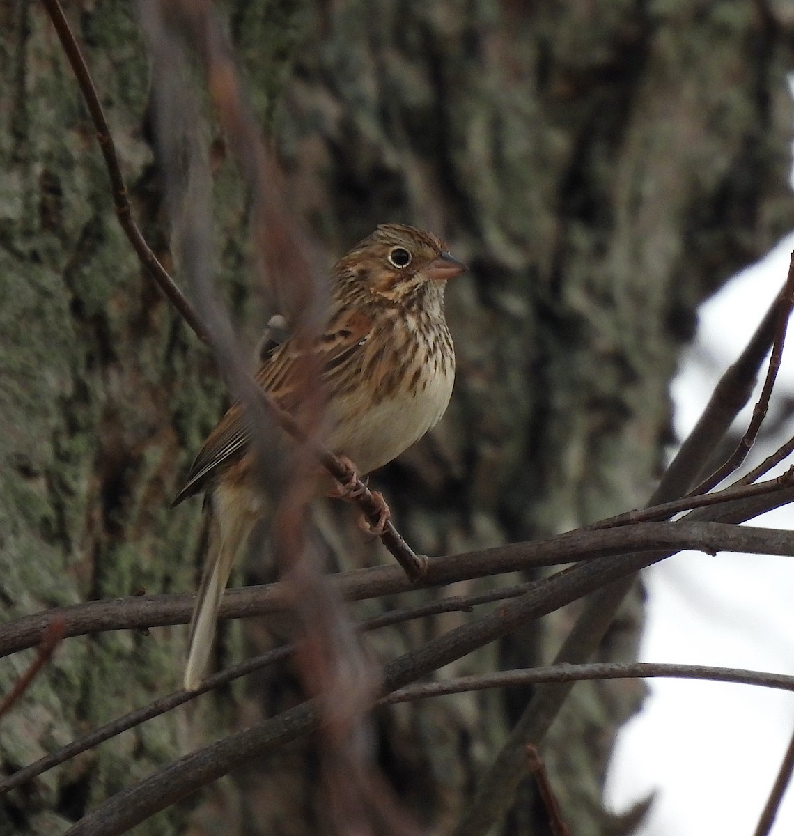 Chingolo Coliblanco - ML646123914