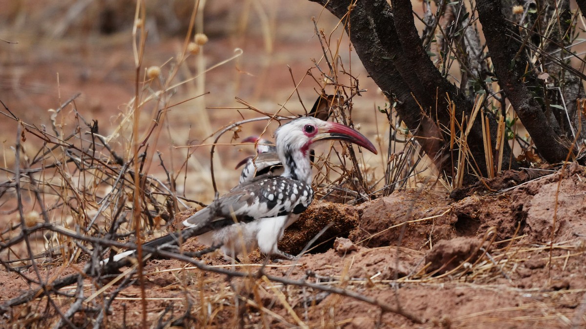 Toco Damara - ML646123915